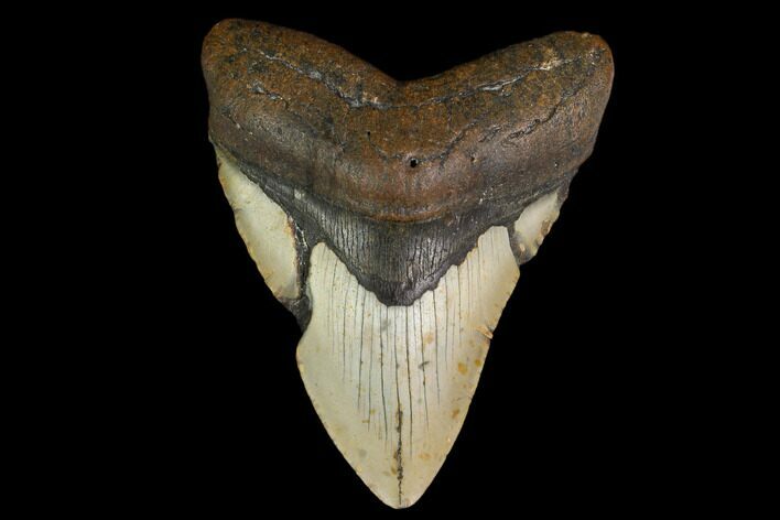 Fossil Megalodon Tooth - North Carolina #147009